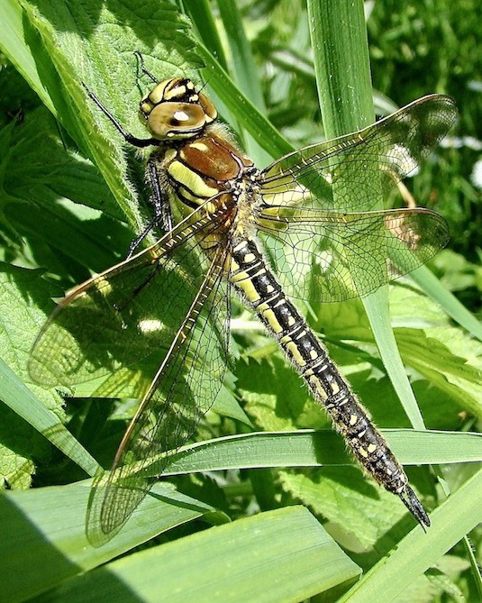 hairy dragonfly